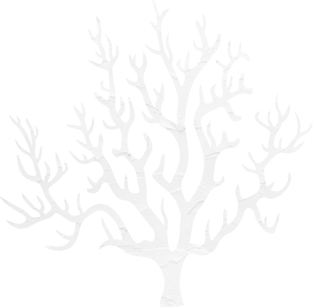 サンゴ礁