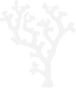 サンゴ礁