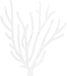 サンゴ礁