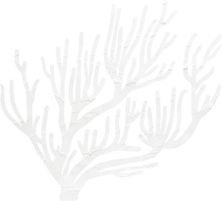 サンゴ礁